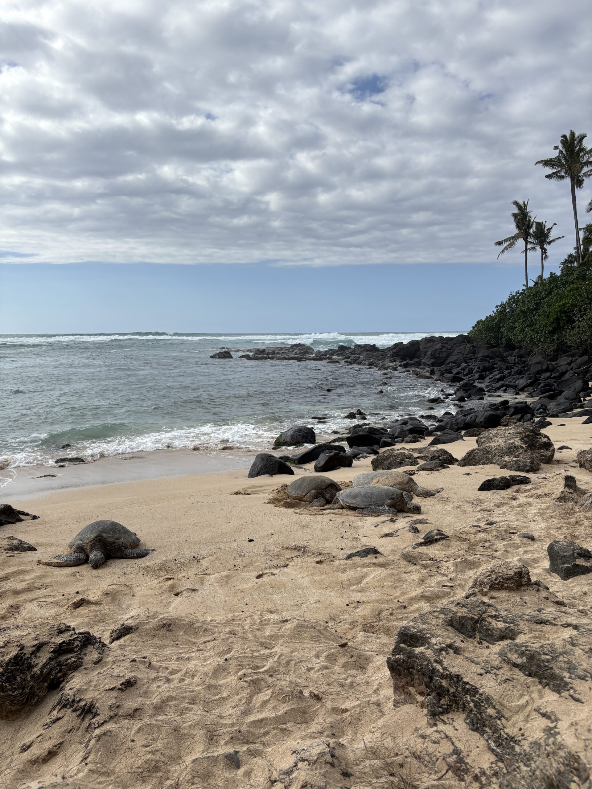 Turtles at Waialua Bay