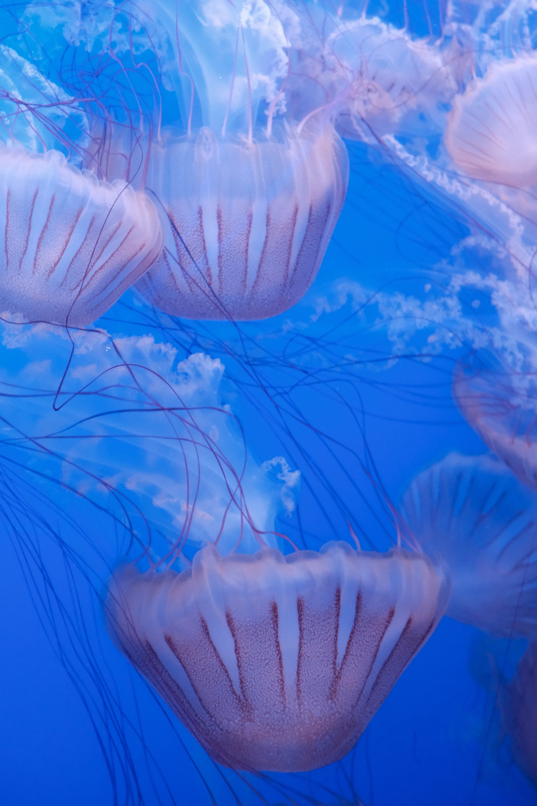 Oceanogràfic Valencia - Ocean