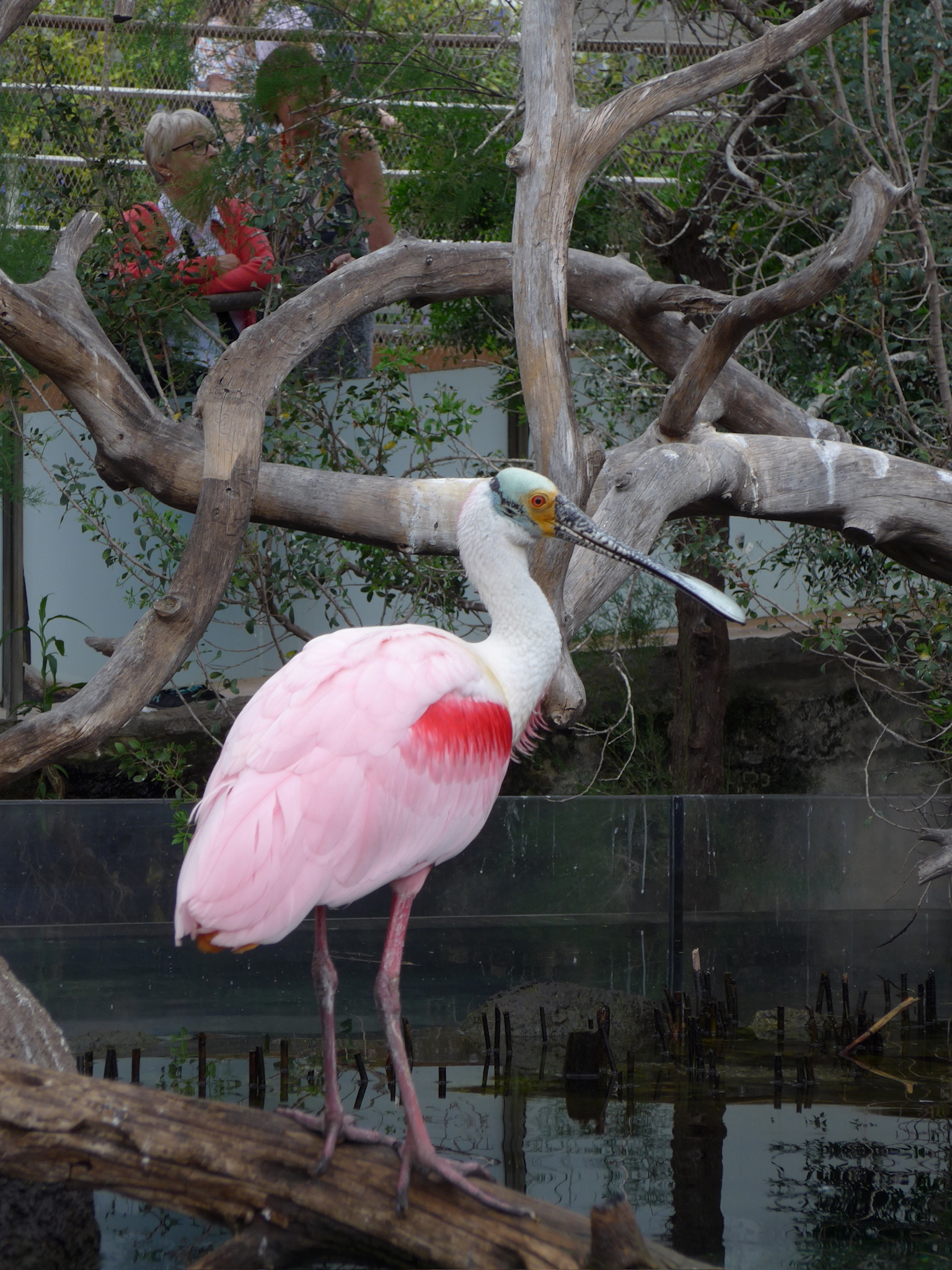 Oceanogràfic Valencia - Wetlands